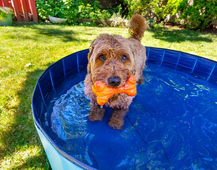 câinii se vor bucura de oportunitatea de a se răcori într-o piscină pentru câini